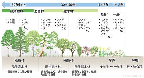 陽樹種類|雑木林の遊歩道～植生【陽樹・陰樹・落葉樹・常緑樹・広葉樹・。